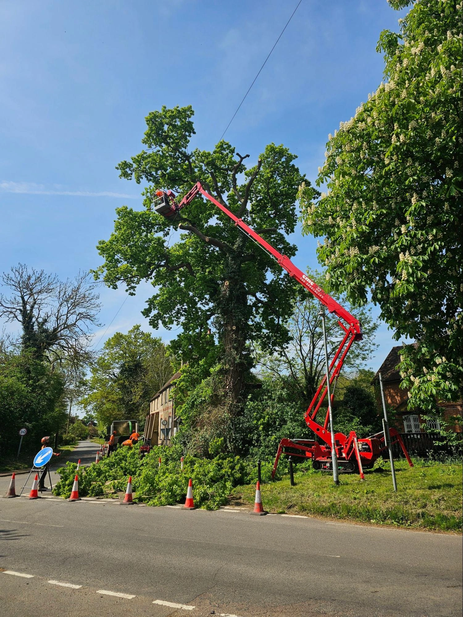 Large Tree Pruning Leyton